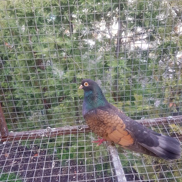  - Orbetenii o rasa completa zbor si culoare