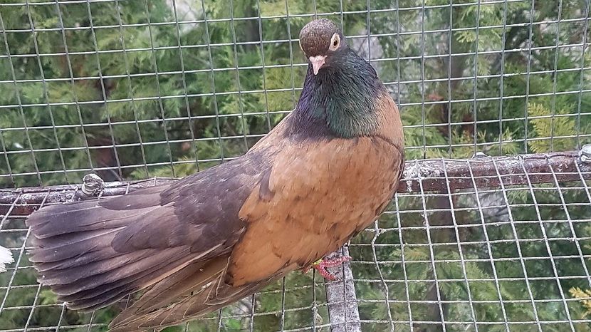  - Orbetenii o rasa completa zbor si culoare