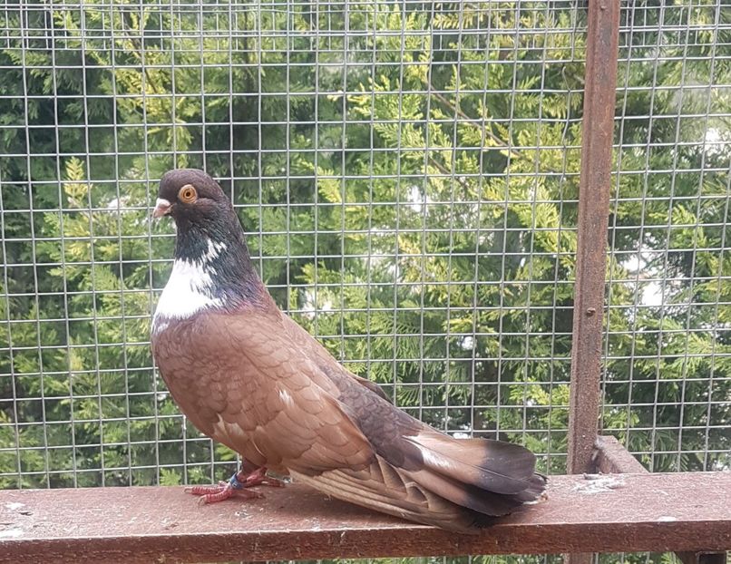  - Orbetenii o rasa completa zbor si culoare