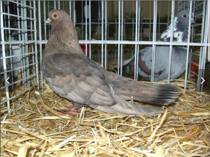  - Orbetenii o rasa completa zbor si culoare