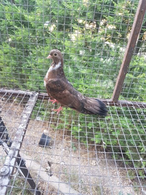  - Orbetenii o rasa completa zbor si culoare