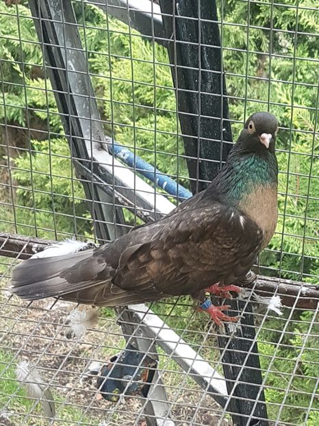  - Orbetenii o rasa completa zbor si culoare