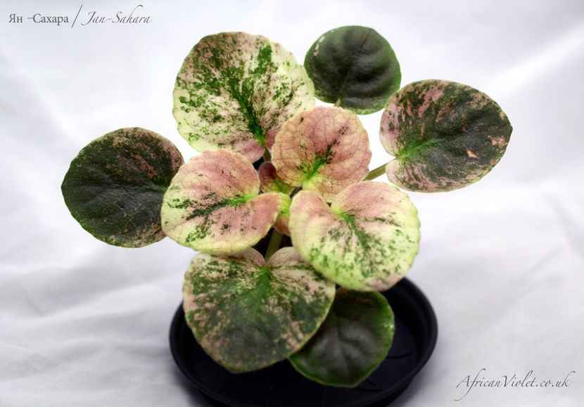 poza net - IAN Sahara