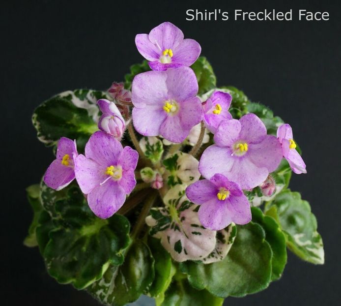  - Shirl s Freckled Face