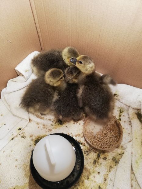 Bobocei aprilie 2020 - GASTE TOULOUSE