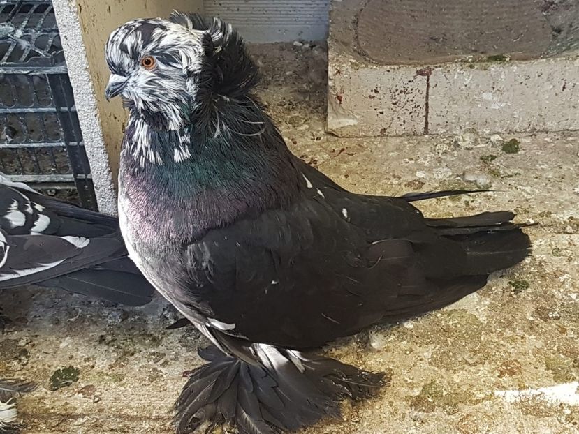 IMG-20190223-WA0047 - Uriasi Maghiari