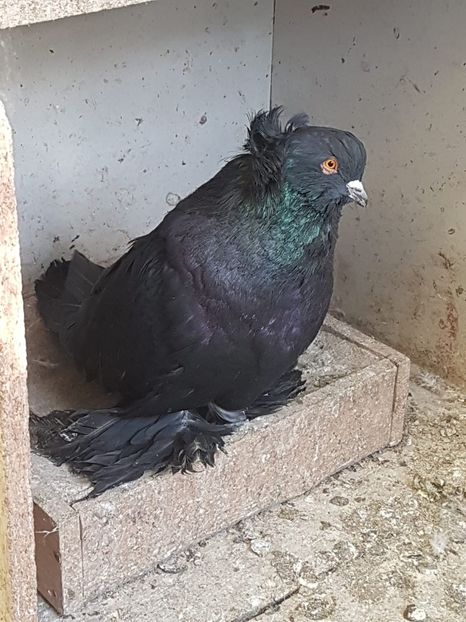 IMG-20190223-WA0045 - Uriasi Maghiari