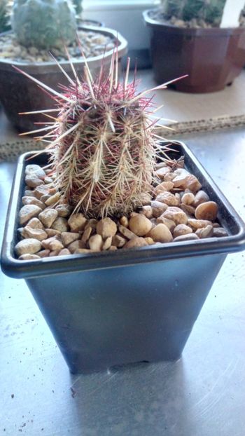 E. viridflorus subs. chloranthus (Donna Anna) - Echinocereus