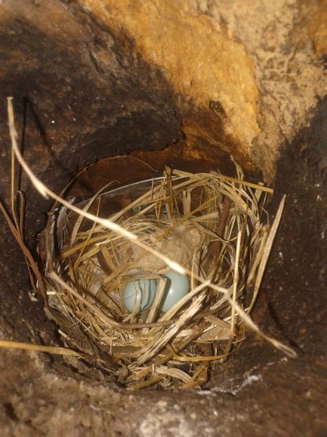  - AAAAAA_CUIB GRAURI 2018_2019_2020_2022_2023