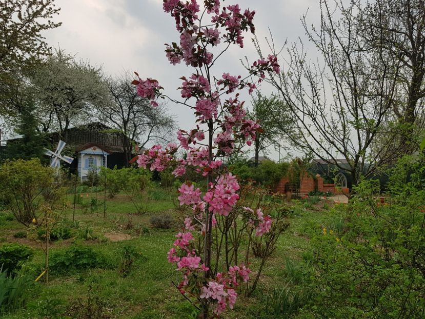 Malus Rudolph - 2020 Mart-Apr_Idilic garden
