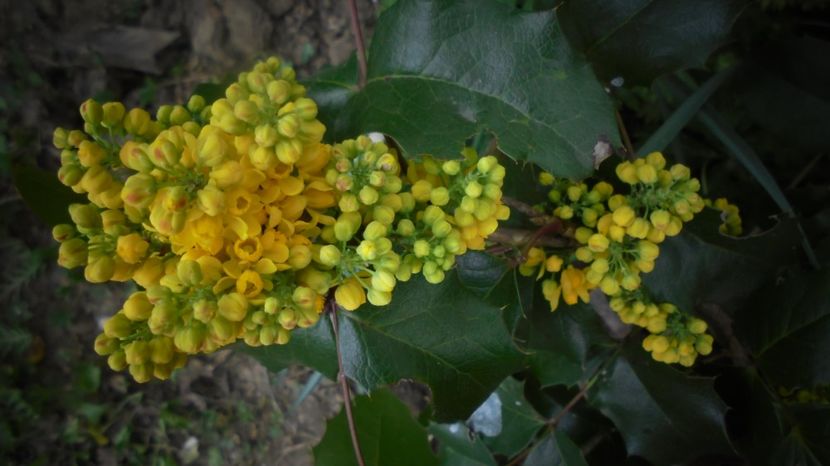 Superba si parfumata,mahonia...calde multumiri! - Culori 2020