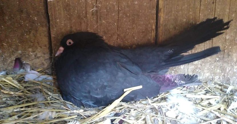 received_214202089854959 - Porumbei 2020