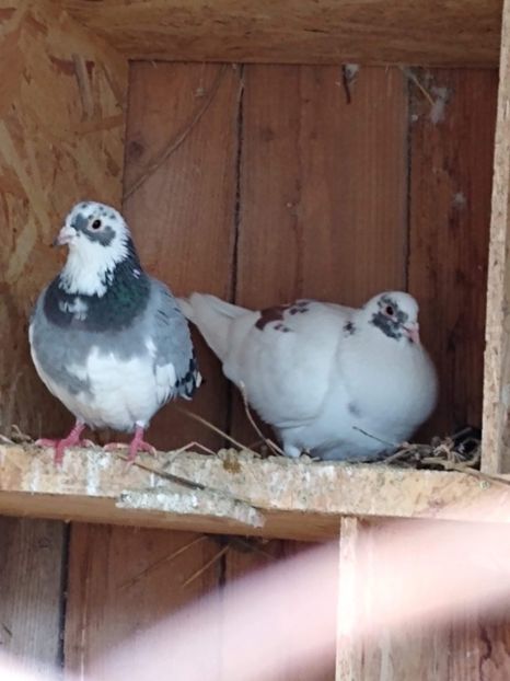 received_217155006046918 - Porumbei 2020