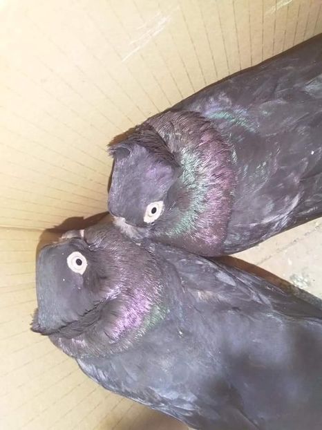 received_3072931959412445 - Porumbei 2020