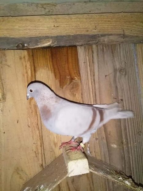 received_569598567245867 - Porumbei 2020