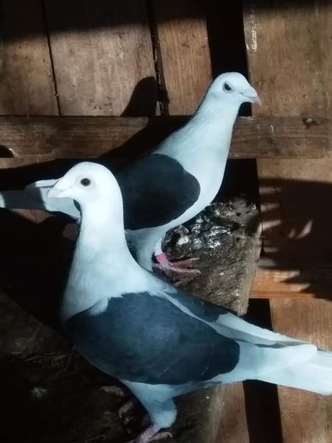 received_524927244873918 - Porumbei 2020