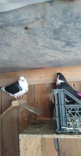 received_518880055469173 - Porumbei 2020