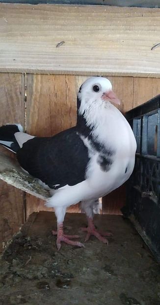 received_555321872064101 - Porumbei 2020