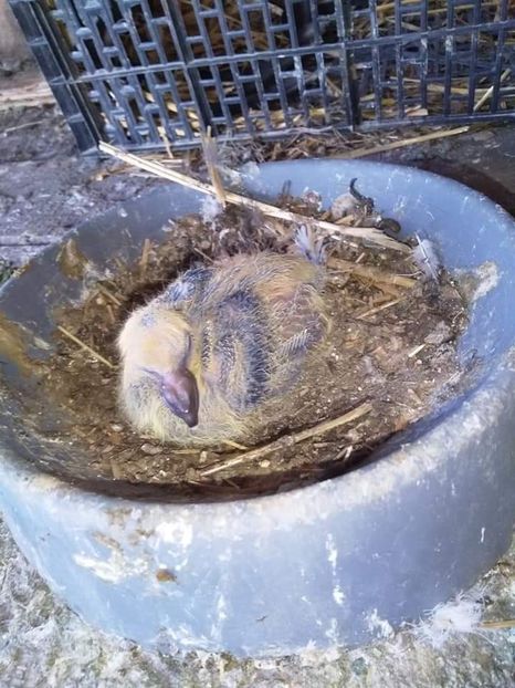 received_653557598778378 - Porumbei 2020