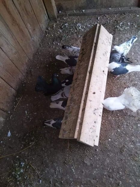 received_674684433342684 - Porumbei 2020