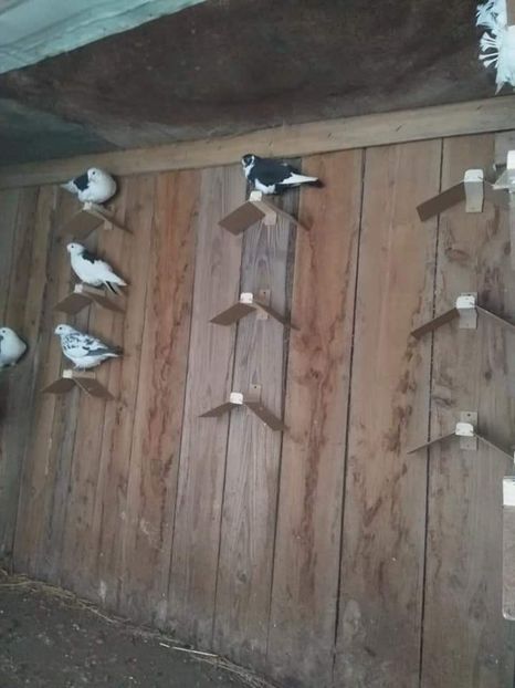 received_209742643426185 - Porumbei 2020