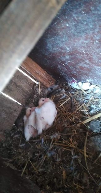 received_202368584544193 - Porumbei 2020