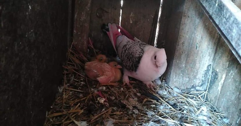 received_544783646418372 - Porumbei 2020