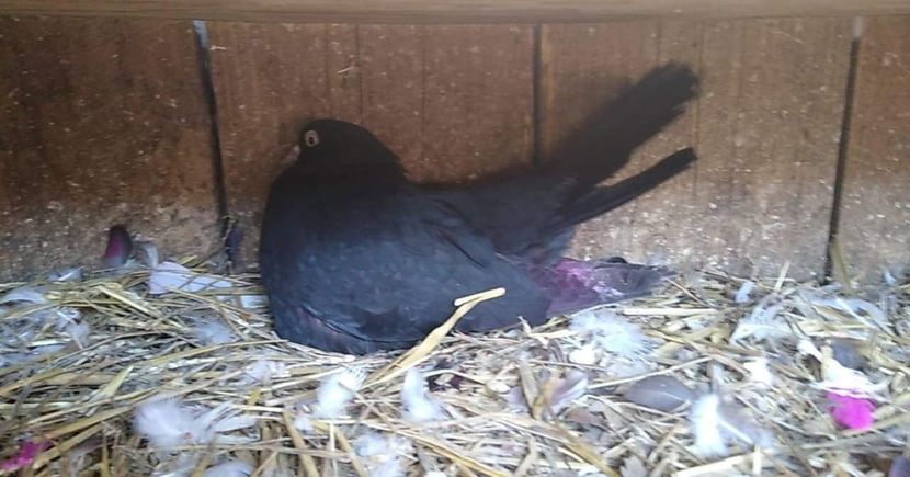 received_648527652650545 - Porumbei 2020