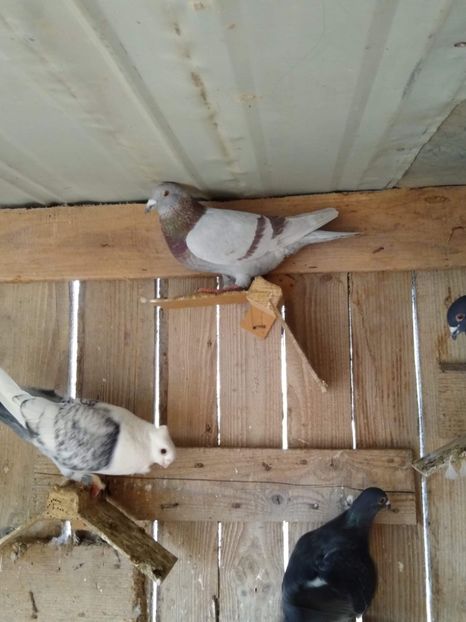 received_154569582466498 - Porumbei 2020