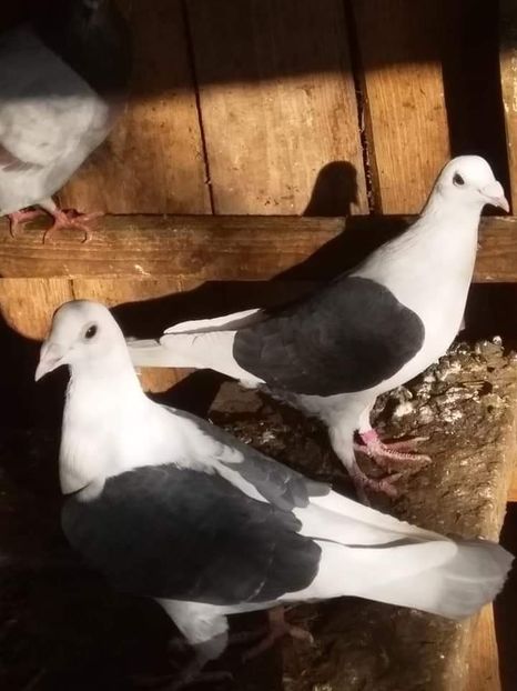 received_1136809366665756 - Porumbei 2020