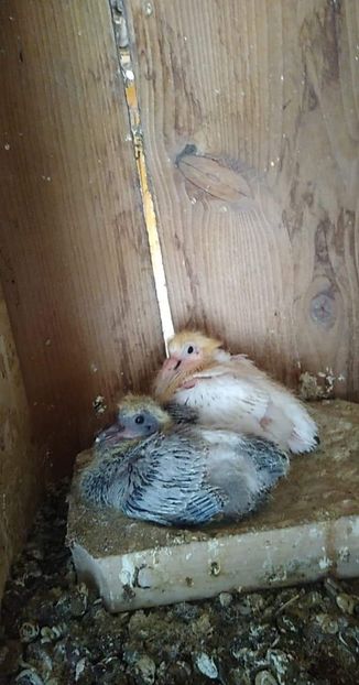 received_2702393756533733 - Porumbei 2020