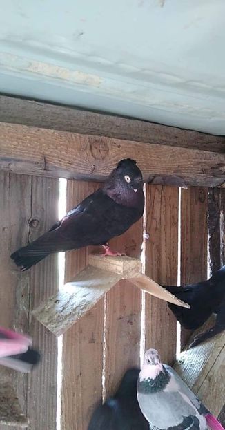 received_246736826518581 - Porumbei 2020