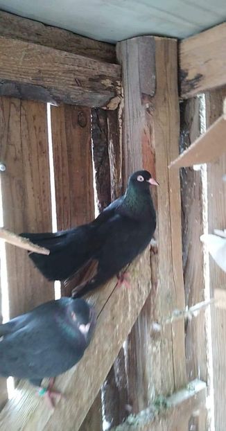 received_619981541917634 - Porumbei 2020