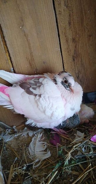 received_152232822857776 - Porumbei 2020