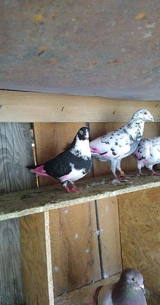 received_565622257689458 - Porumbei 2020