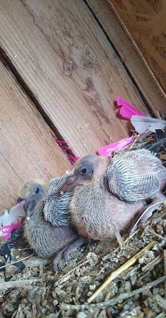 received_579046839382556 - Porumbei 2020