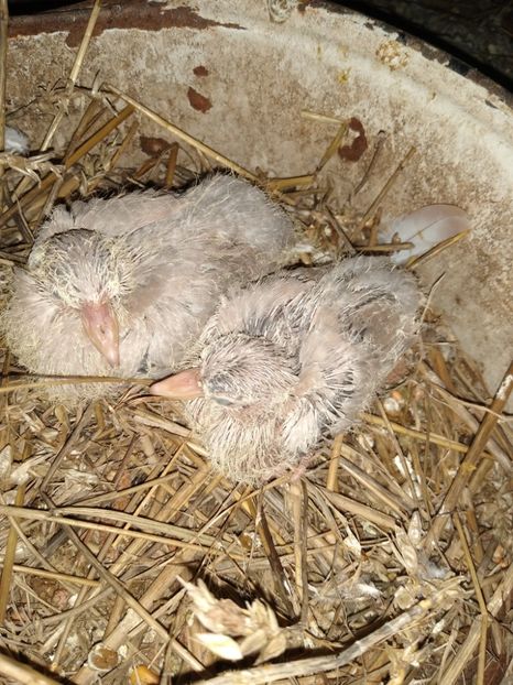  - turturelele mele razatoare