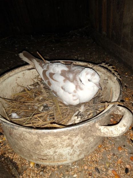  - turturelele mele razatoare