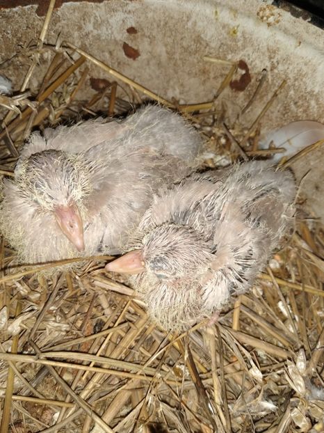  - turturelele mele razatoare