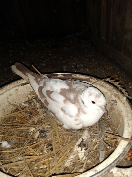  - turturelele mele razatoare