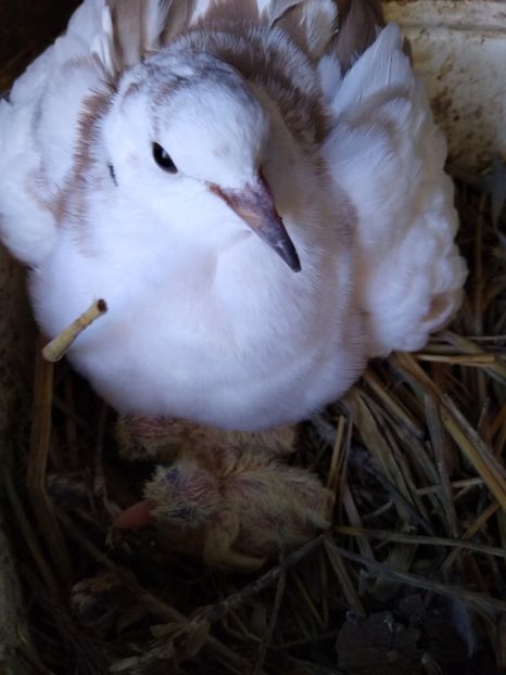  - turturelele mele razatoare