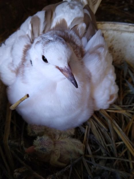  - turturelele mele razatoare