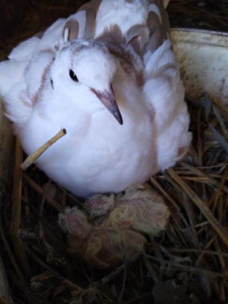  - turturelele mele razatoare