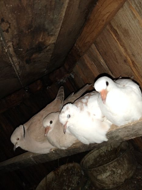  - turturelele mele razatoare