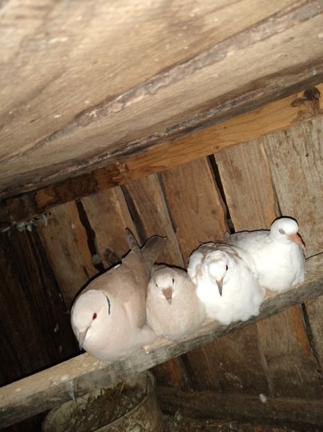  - turturelele mele razatoare