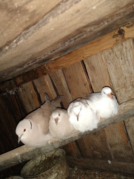  - turturelele mele razatoare