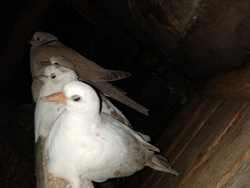  - turturelele mele razatoare