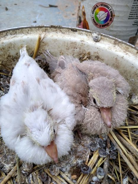  - turturelele mele razatoare