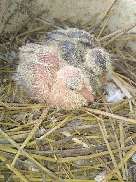  - turturelele mele razatoare