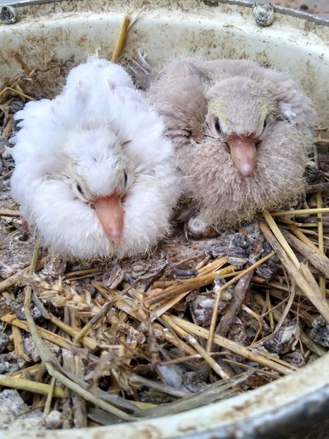  - turturelele mele razatoare